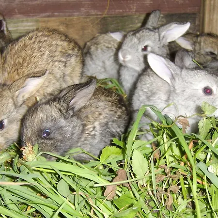 Çiftlik konaklama Millerowka